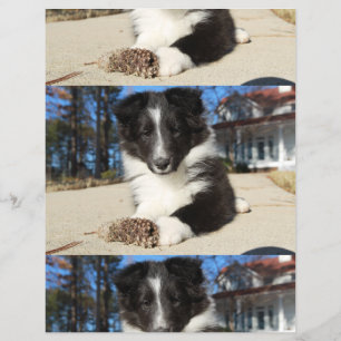 Prospectus 21,6 Cm X 24,94 Cm chiot shet shp noir et blanc