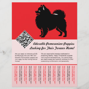 Prospectus 21,6 Cm X 24,94 Cm 🐾 Chiots Pomeranian Premium Disponibles Maintenan