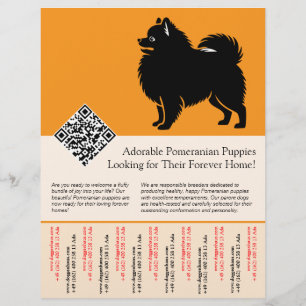 Prospectus 21,6 Cm X 24,94 Cm 🐾 Chiots Poméranie Premium Disponibles Maintenant
