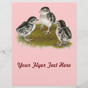 Prospectus 21,6 Cm X 24,94 Cm Chukar Partridge Chicks