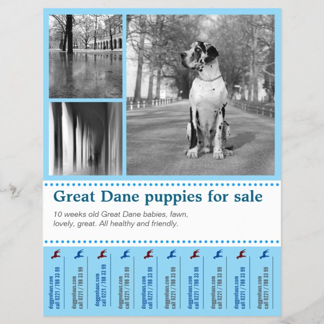 Prospectus 21,6 Cm X 24,94 Cm Conception Flyer de vente de chiots (Devant)