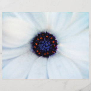 Prospectus 21,6 Cm X 24,94 Cm Fleur de Marguerite Africaine