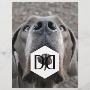 Prospectus 21,6 Cm X 24,94 Cm Flyer d'éleveur de Great Danes