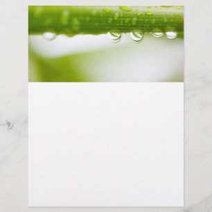 Prospectus 21,6 Cm X 24,94 Cm Green leaves background