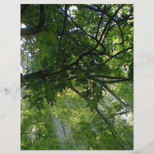 Prospectus 21,6 Cm X 24,94 Cm Lumière Solaire À Travers Les Arbres