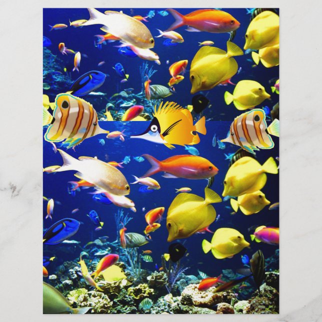 Prospectus 21,6 Cm X 24,94 Cm mer de poissons (Devant)