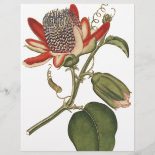 Prospectus 21,6 Cm X 24,94 Cm Passiflore Vintage