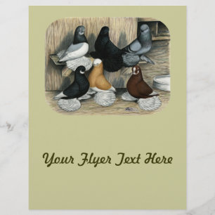 Prospectus 21,6 Cm X 24,94 Cm Pigeons de Tumbler Démoulés