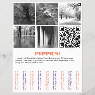 Prospectus 21,6 Cm X 24,94 Cm Pour vendre des chiots Dane Flyer