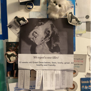 Prospectus 21,6 Cm X 24,94 Cm Pour vendre Flyer de Chiots Noir Blanc