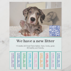 Prospectus 21,6 Cm X 24,94 Cm Vous vendez des flyers de couleur à Dane Chiots