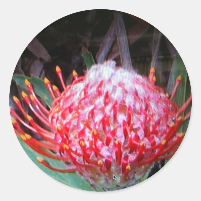 Protea Classic Round Sticker (Front)