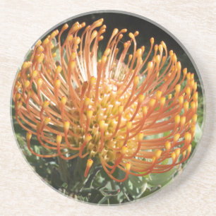protea coaster