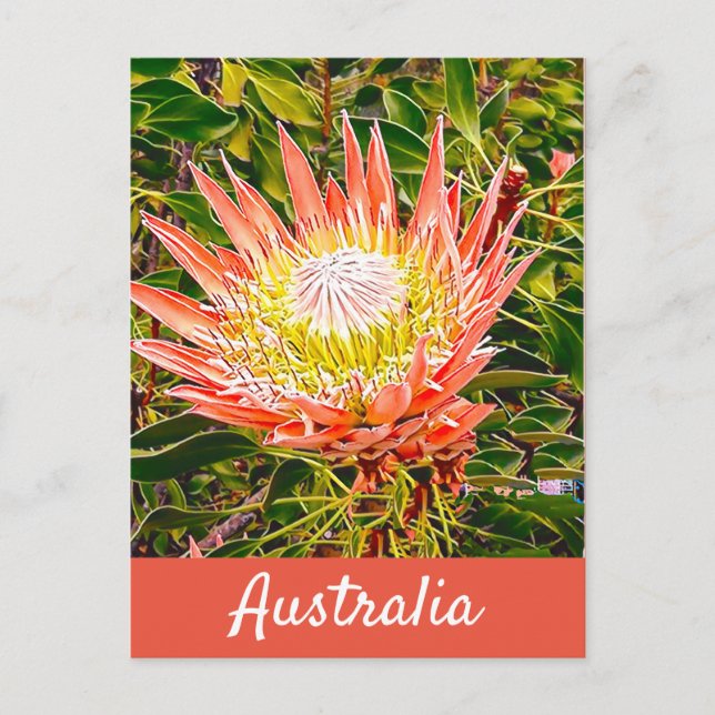 Protea flower Australian travel print Postcard (Front)