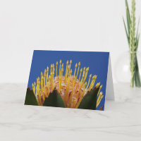 Protea flower card