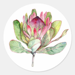 Protea Flower Classic Round Sticker