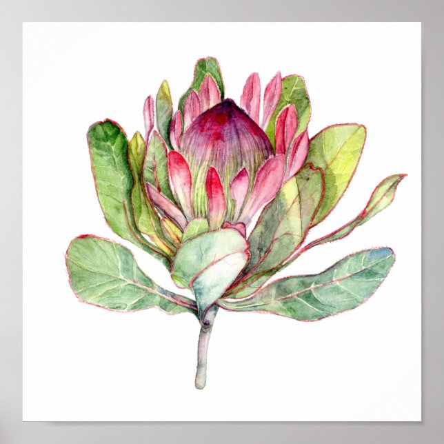 Protea Flower Poster (Front)