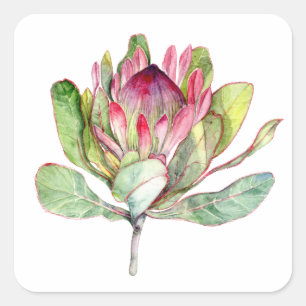 Protea Flower Square Sticker