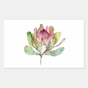 Protea Flower Sticker