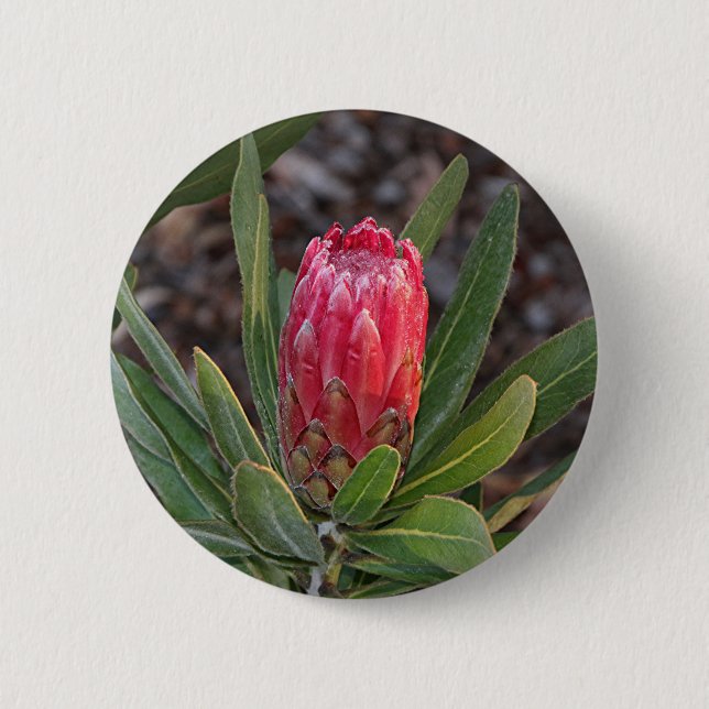 Protea flower with raindrops 2 inch round button (Front)