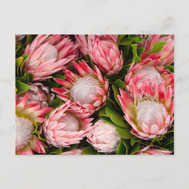 Protea Flowers Photo Postcard (Front)