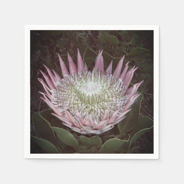 Protea print paper napkins (Front)