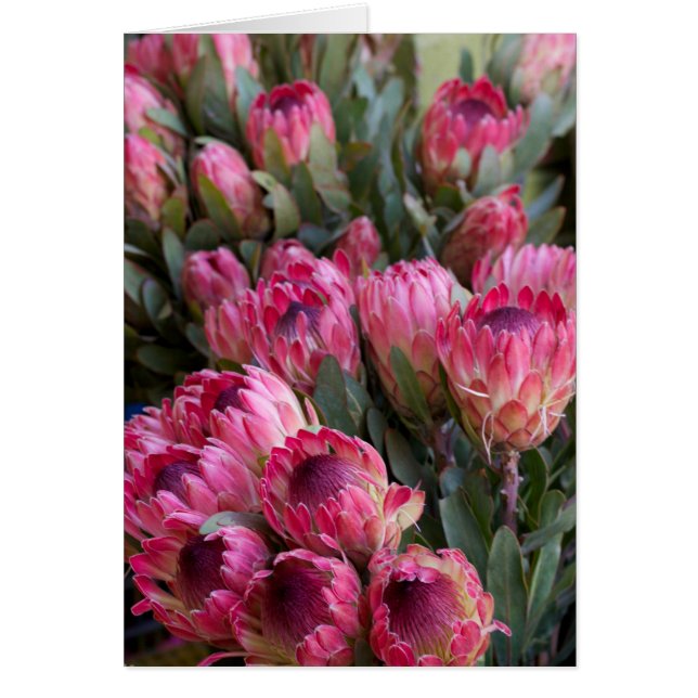Protea rose (Devant)