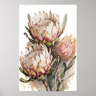 Protea Sugarbushes Fleurs Art Imprimer Poster