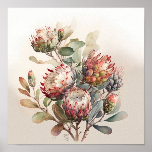 Protea Sugarbusts Flower Art Imprimer Poster (Devant)