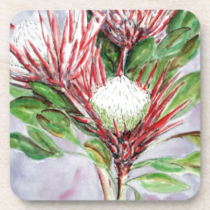 Proteas Coaster