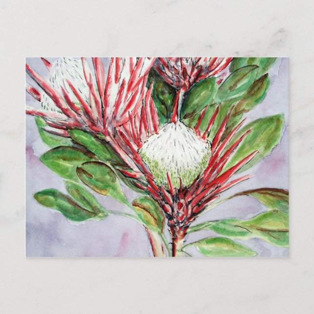 Proteas Postcard (Front)