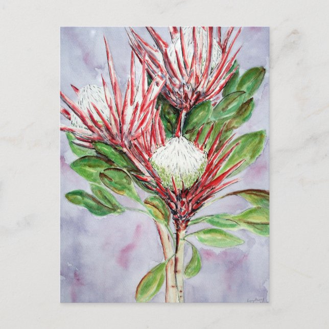 Proteas Postcard (Front)