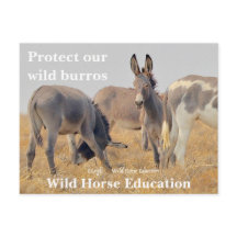 Protect our Wild Burros