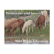 Protect Our Wild Horses