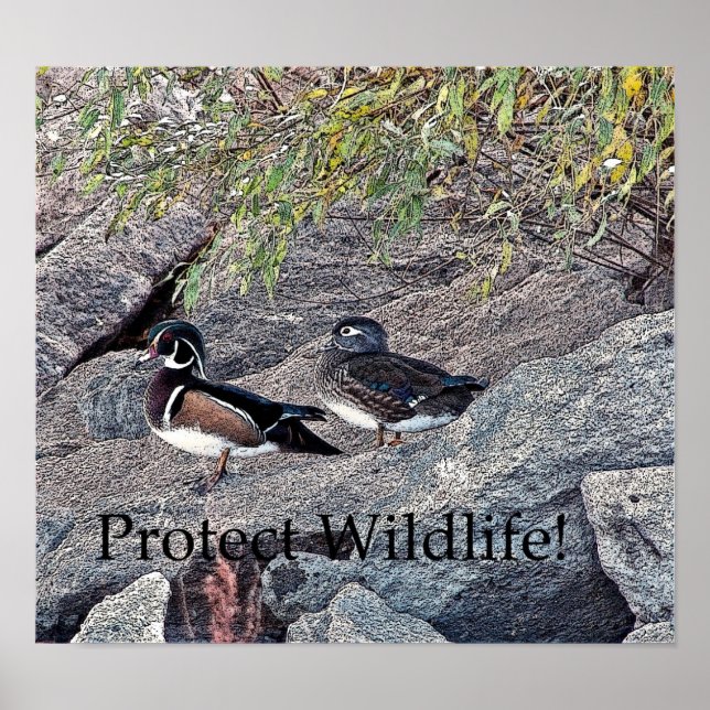 Protect Wildlife Poster (Front)
