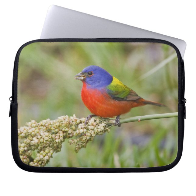 Protection Pour Ordinateur Portable Bunting peint (ciris passeriens) alimentation mâle (Devant)