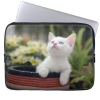 Chaton blanc turc