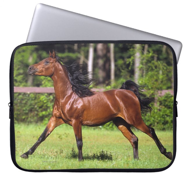 Protection Pour Ordinateur Portable Cheval arabe courant 2 (Devant)