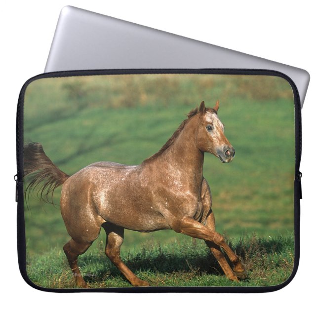 Protection Pour Ordinateur Portable Cheval d'Appaloosa fonctionnant dans le domaine (Devant)