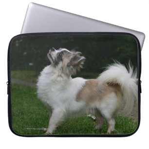 Protection Pour Ordinateur Portable Chiwawa aux cheveux longs regardant