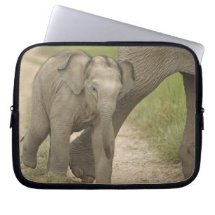 Protection Pour Ordinateur Portable Éléphant indien / asiatique et jeune, Corbett 2