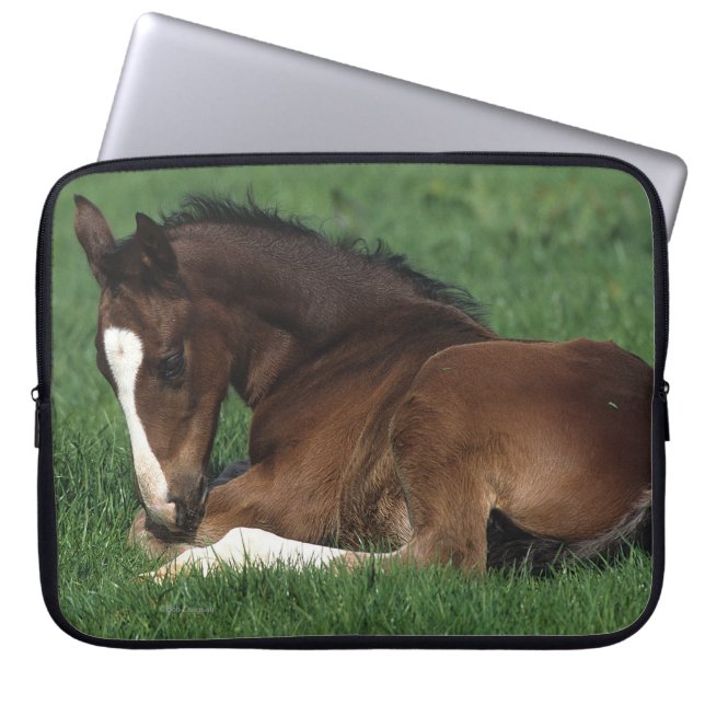 Protection Pour Ordinateur Portable Fixation de poulain de Warmblood (Devant)