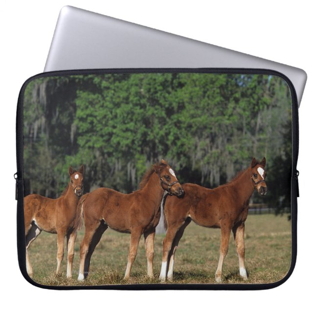 Protection Pour Ordinateur Portable Groupe de poulains de pur sang (Devant)