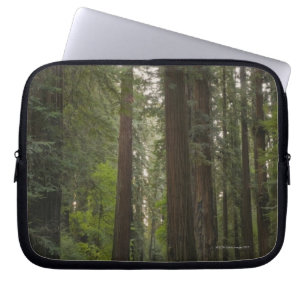 Protection Pour Ordinateur Portable Les Etats-Unis, la Californie, route par la forêt