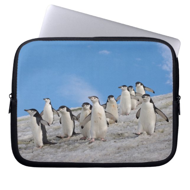 Protection Pour Ordinateur Portable Pingouins | Pygoscelis Antarctique (Devant)