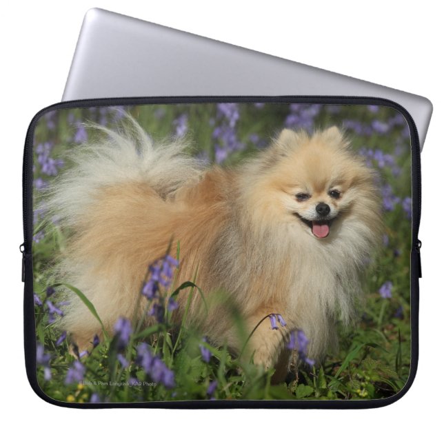 Protection Pour Ordinateur Portable Pomeranian regardant l'appareil-photo dans les (Devant)