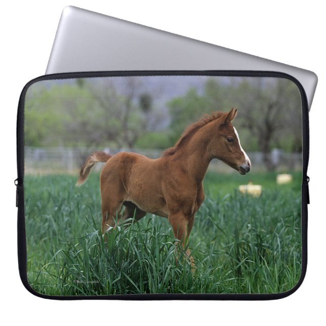 Protection Pour Ordinateur Portable Position arabe de poulain (Devant)