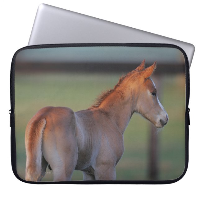 Protection Pour Ordinateur Portable Poulain quart de cheval (Devant)