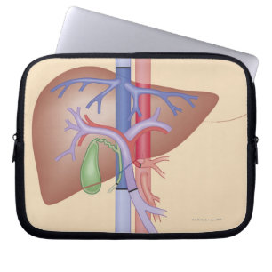 Protection Pour Ordinateur Portable Procédure de transplantation du foie