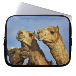 Protection Pour Ordinateur Portable Trio de chameaux, marché aux chameaux, Le Caire, É